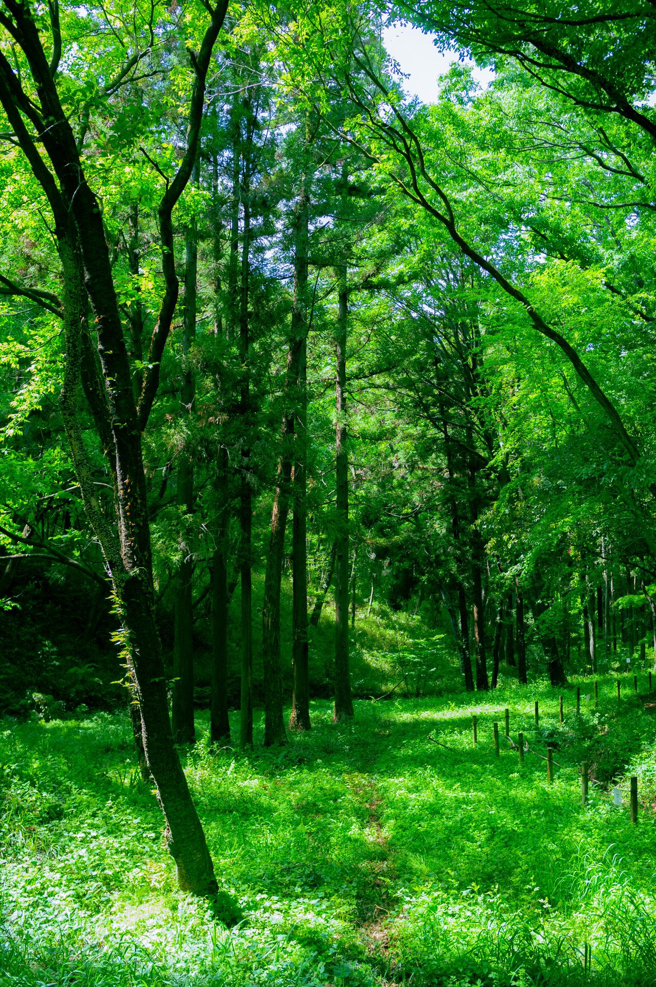 🌳 토토로의 숲 1호지 (토토로노모리 이치고우치) 이미지 4